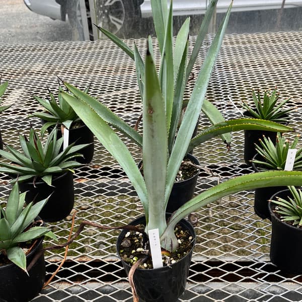 アガベ：テキラーナ4号鉢植え