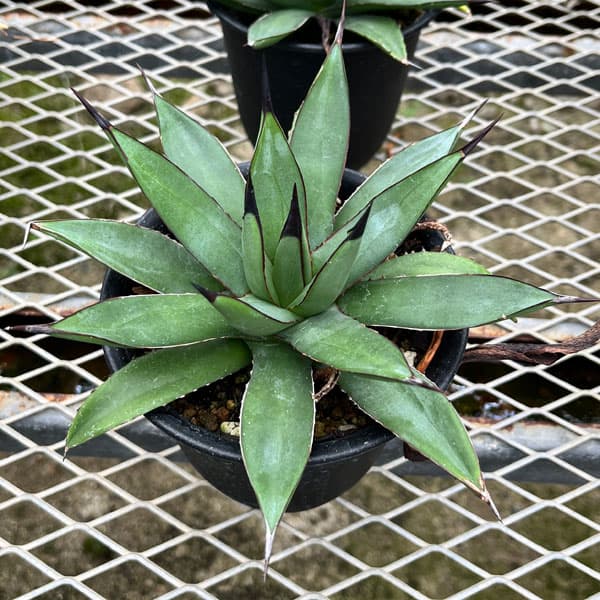 アガベ：マクロアカンサ×ポタトラム　4号鉢植え