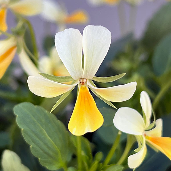 【お1人様1ポット】ビオラ:ビオレッタ サニーサンライズ3.5号ポット