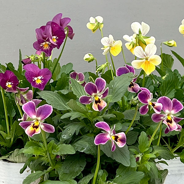 【お1人様1ポット】ビオラ:ビオレッタ ハーティスト3.5号ポット