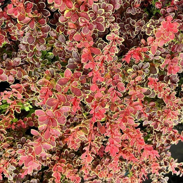 メギ（バーベリス）：ルビースター4.5号ポット