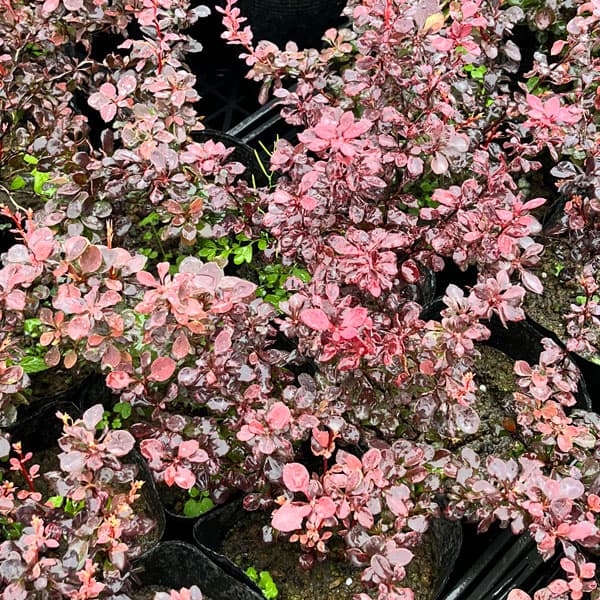 メギ（バーベリス）：インスピレーション.5号ポット