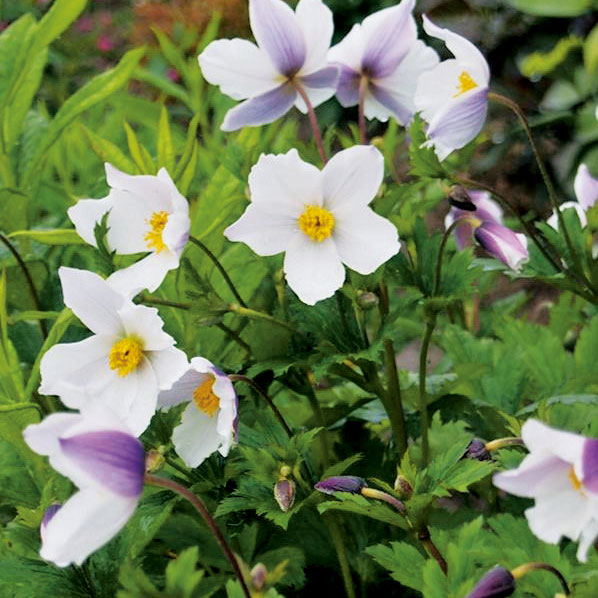 アネモネ:ワイルドスワン4.5号ポット