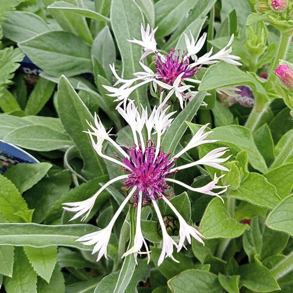 セントーレア：アメジストインスノー4.5号ポット