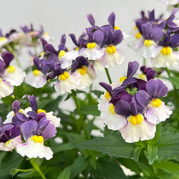 ネメシア：エッセンシャル　エルダーベリー3-3.5号ポット