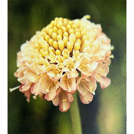 スカビオサ：ファタモルガナ3.5号ポット