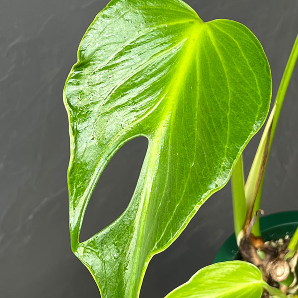 モンステラ：バールマルクスフレーム　5号鉢植え25-01