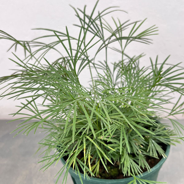 シダ：アクティニオプテリス オーストラリス5号鉢植え