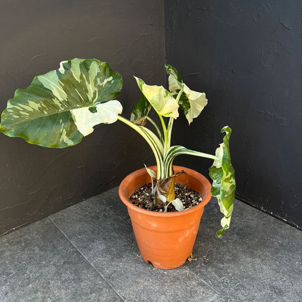 クワズイモ：斑入り　7号25-01