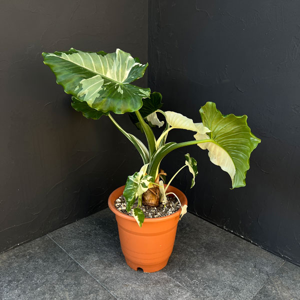 クワズイモ：斑入り　7号25-02