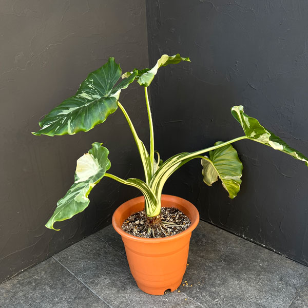 クワズイモ：斑入り　7号25-04