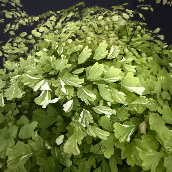 アジアンタム:スノーフレーク 5号鉢植え