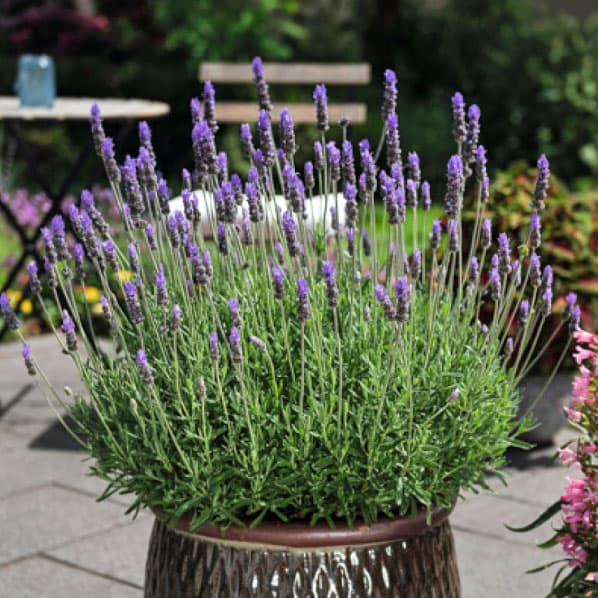 [25年11月中下旬予約]ラベンダー：デンタータ ラディーバインペリアル3号ポット