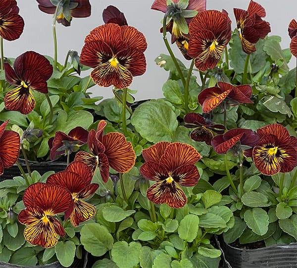 ビオラ：タイガーアイ　レッド3-3.5号ポット