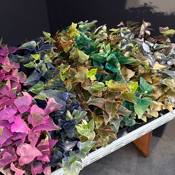 ヘデラ（アイビー）：レインボースペシャル3号ポット 7株セット