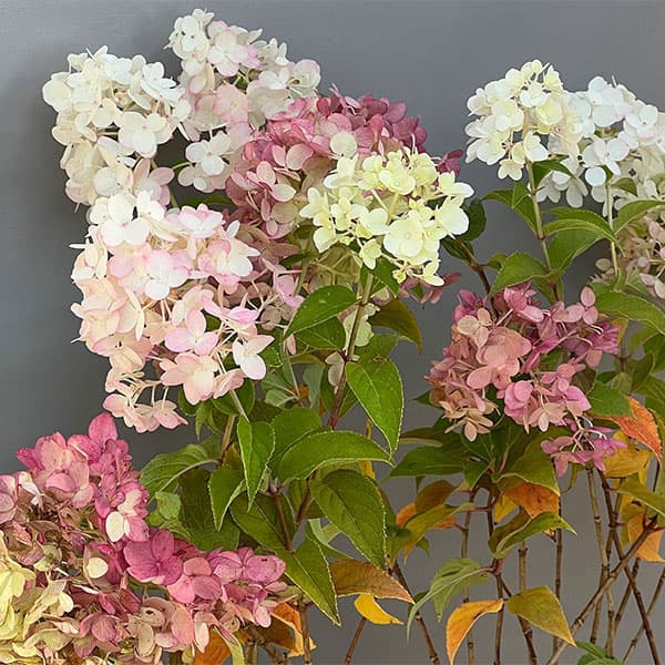 ノリウツギ（ハイドランジア パニキュラータ）：プチチェリー6号ポット