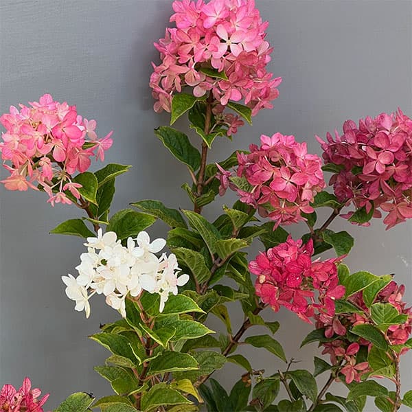 ノリウツギ（ハイドランジア パニキュラータ）：プチスター6号ポット