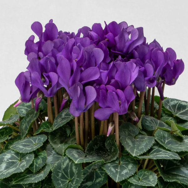 シクラメン：ドラゴン　ディープブルー3.5号ポット*