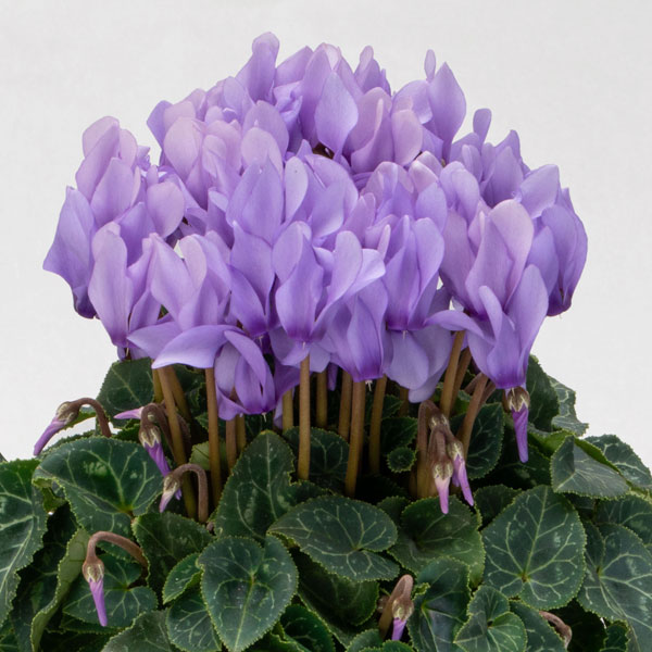 シクラメン：ドラゴン　ライトブルー3.5号ポット*