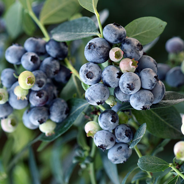 ブルーベリー（サザンハイブッシュ系）：ミスティー7号ポット