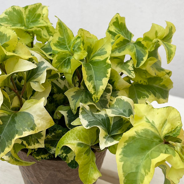 ヘデラ（アイビー）：乙姫（オトヒメ）3.5号鉢植え