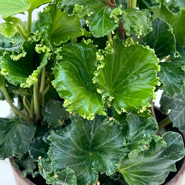 ヘデラ（アイビー）：コスモ3.5号鉢植え