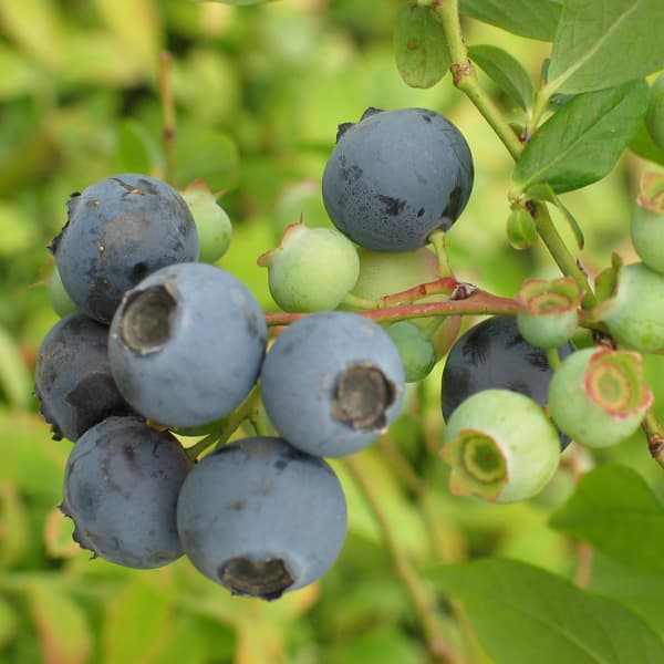 ブルーベリー（サザンハイブッシュ系）：オニール7号ポット