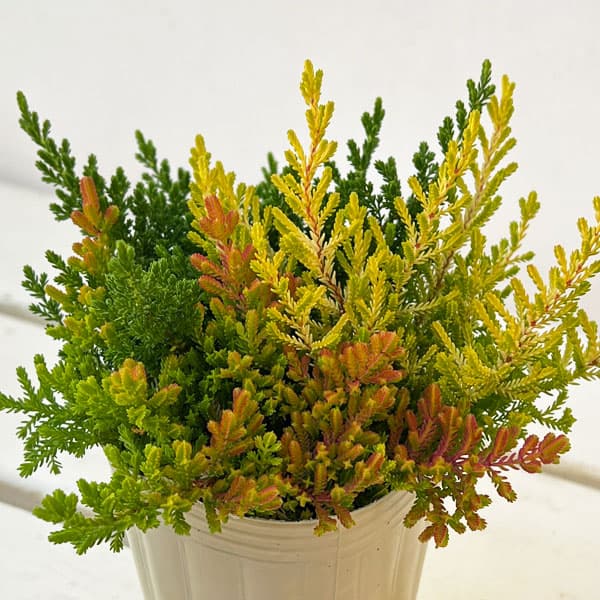 カルーナ：ブルガリス 葉色ミックス寄せ植え 2.5号ロングポット