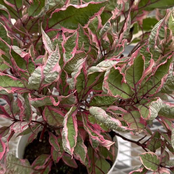 サンゴミズキ（コルヌスアルバ）：ミラクル6号ポット