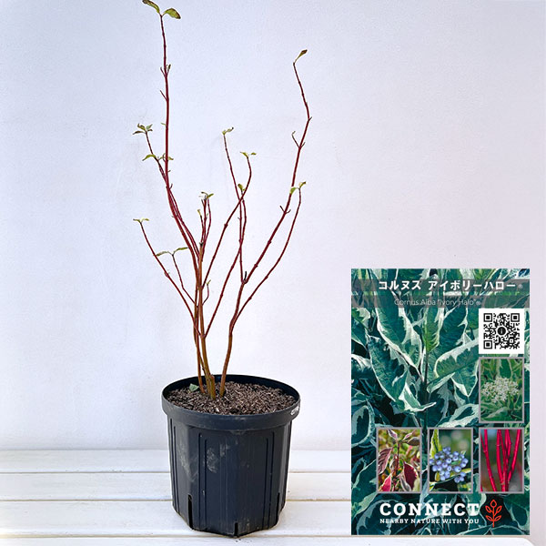 サンゴミズキ（コルヌスアルバ）：アイボリーハロー6号ポット