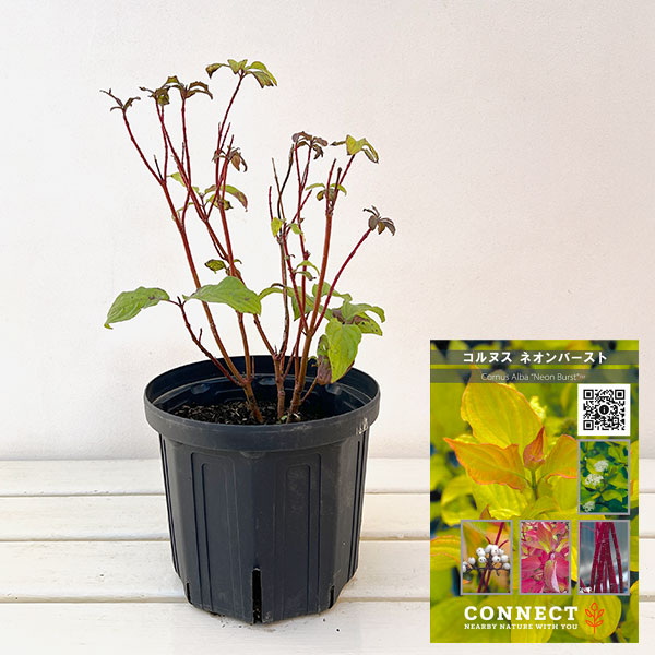 サンゴミズキ（コルヌスアルバ）：ネオンバースト6号ポット