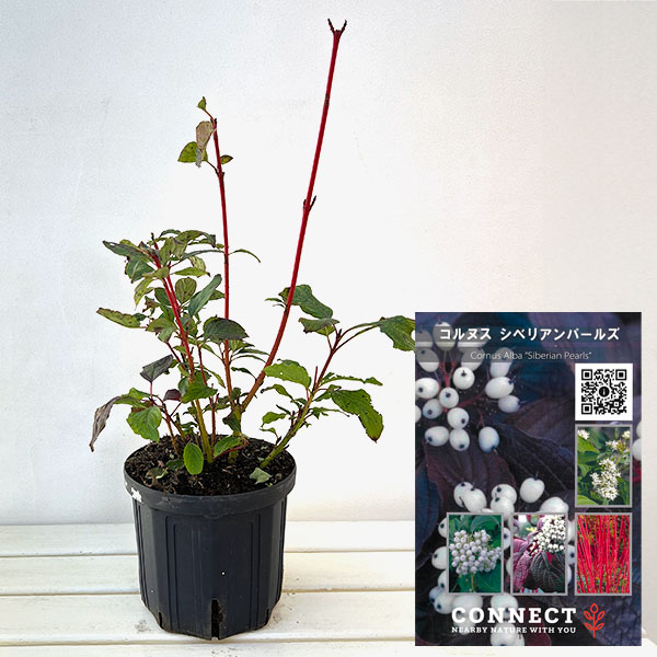 サンゴミズキ（コルヌスアルバ）：シベリアンパールズ6号ポット