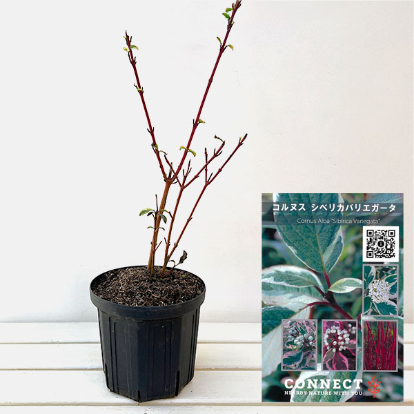 サンゴミズキ（コルヌスアルバ）：シベリカバリエガータ6号ポット