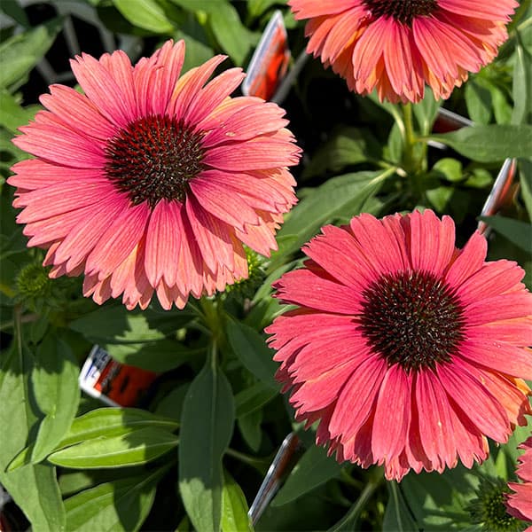 エキナセア：サンシーカーズ　ミネオラ4.5号ポット