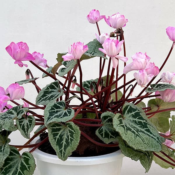 シクラメン：ツヴァイ　コーデックス仕立て5号鉢植え25-01