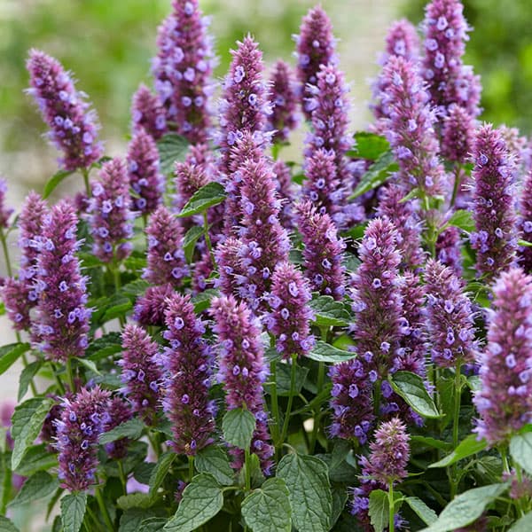 アガスターシェ：ビーリシャスパープル4.5号ポット