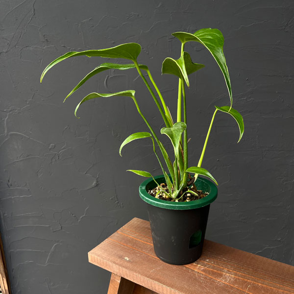 モンステラ：バールマルクスフレーム　5号鉢植え25-03