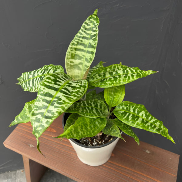 ドラセナ：ゴルディアーナ　5号鉢植え