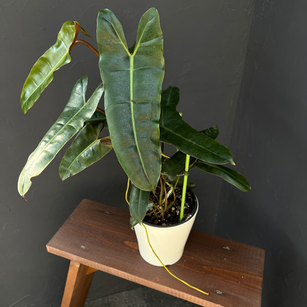 フィロデンドロン：ブラックビレッタエ（ビレッタエ×アタバポエンセ）　 5号鉢植え