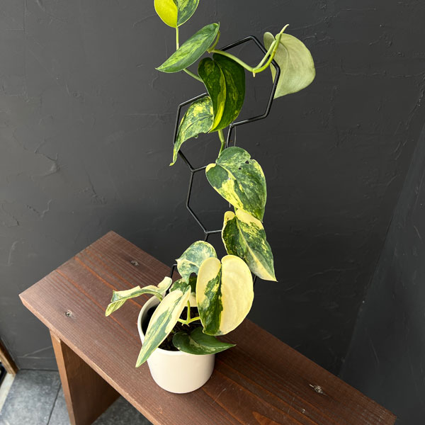 スキンダプサス：ジェイドサテンバリエガータ　3.5号ポット