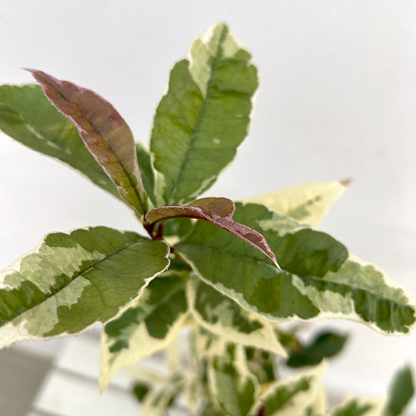 モクセイ（オスマンサス）：斑入り5号ポット