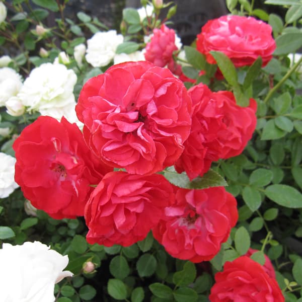 ポリアンサローズ:マザーズデイ タワー仕立て6号鉢植え