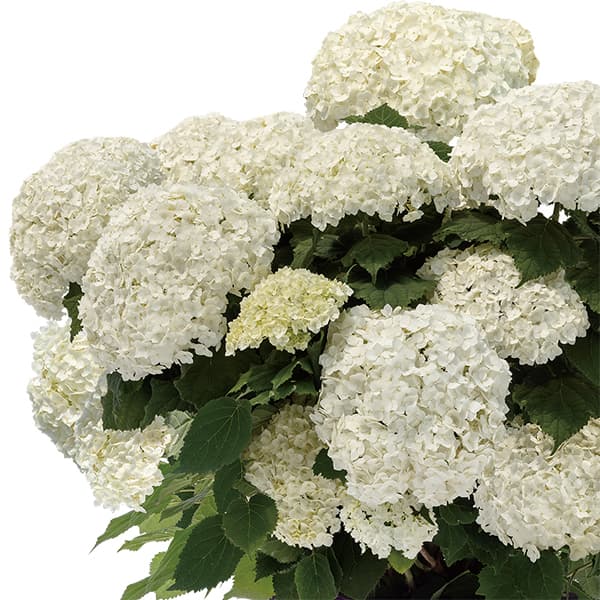 アジサイ（アメリカ）：フラワーフル4号ポット