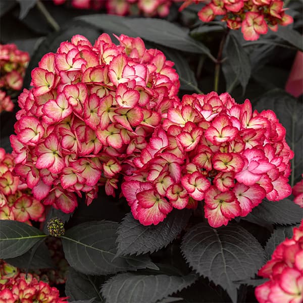 アジサイ：エクリプス7号ポット