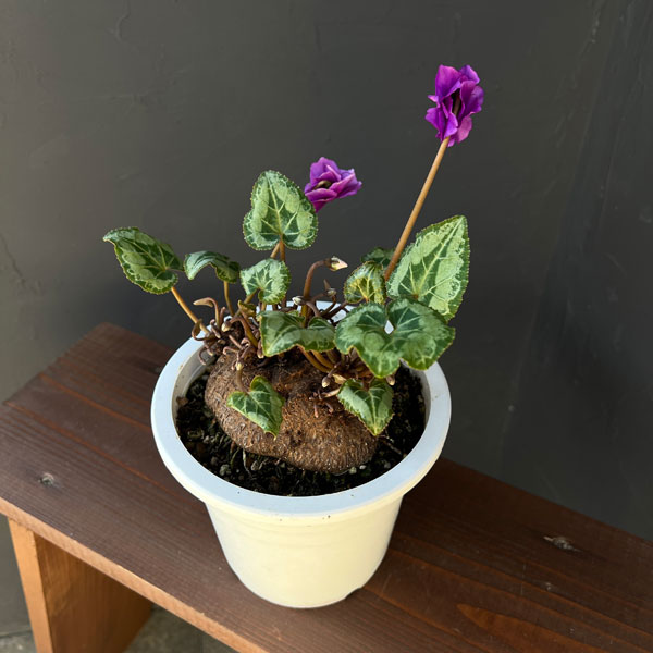 シクラメン：ツヴァイ（インディゴブルー）　コーデックス仕立て5号鉢植え25-02