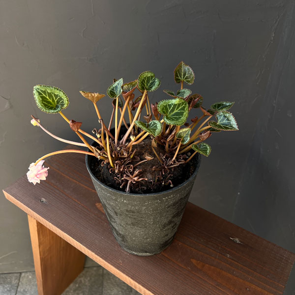 シクラメン：ツヴァイ（ビクトリア）　コーデックス仕立て5号鉢植え25-03