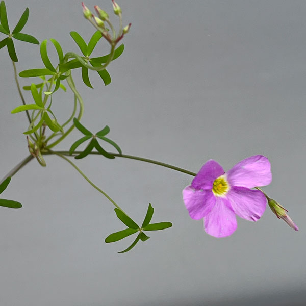 オキザリス：ディコトマ 2.5号ポット