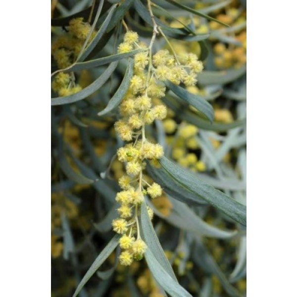 アカシア：ペンデュラ5号ポット