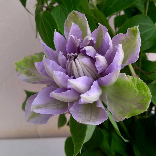 クレマチス:デニーズダブル4号ポット