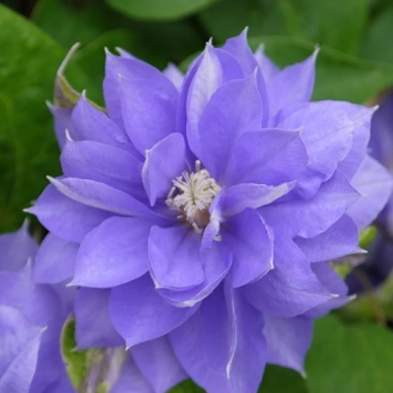 クレマチス：紫丸4号ポット（早咲き大輪系）